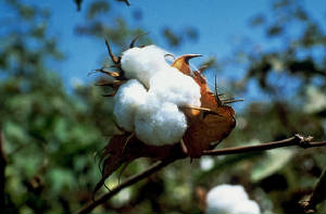 cotton1223.jpg